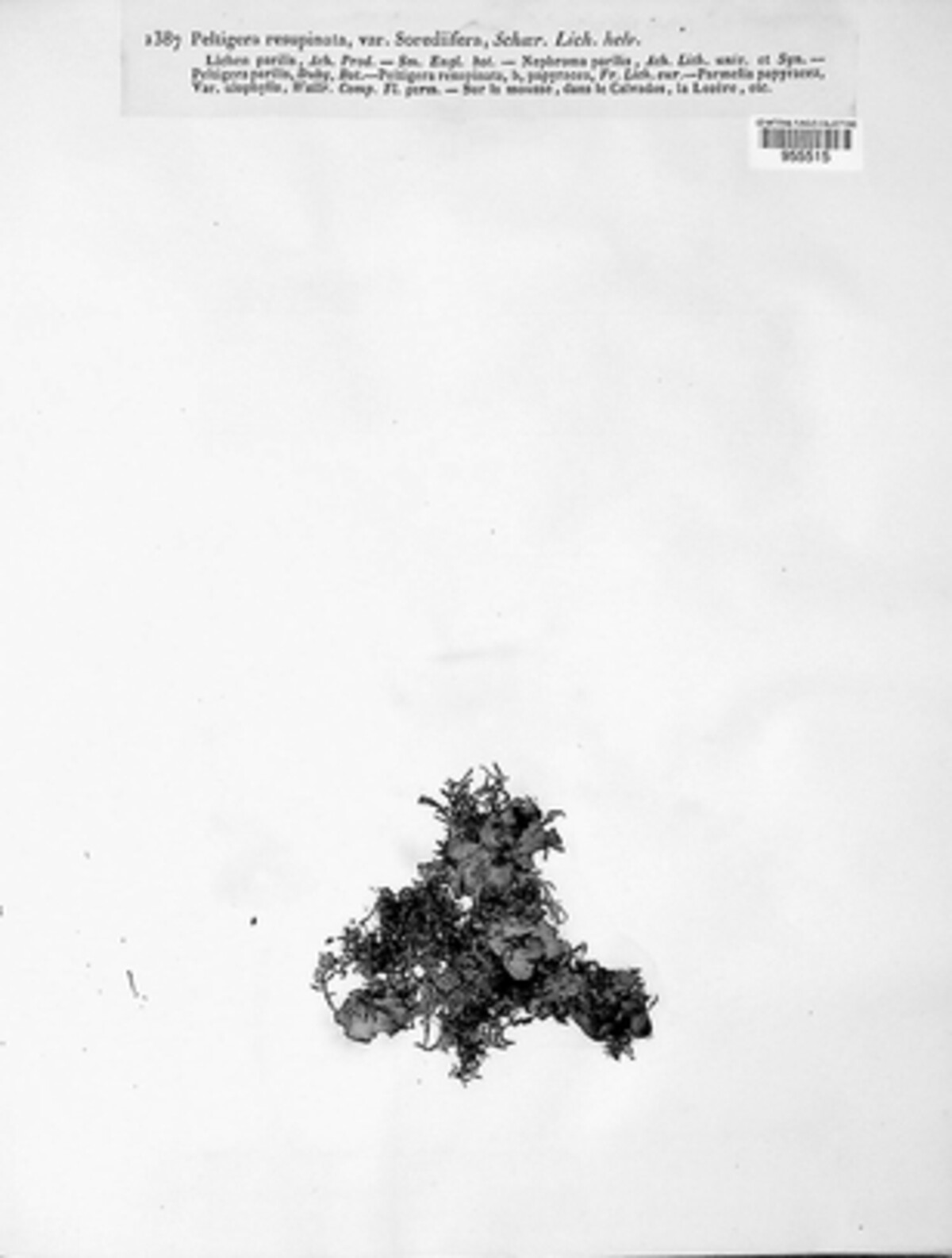 Nephroma resupinatum image